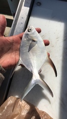 Trachinotus goodei