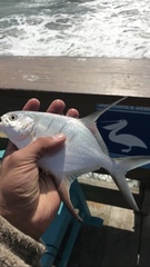 Trachinotus goodei