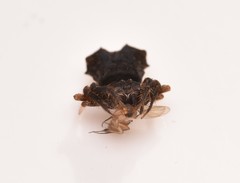 Arkys dilatatus