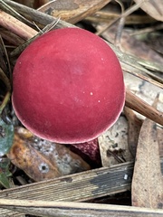Boletus barragensis