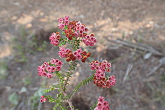 Erica brachycentra