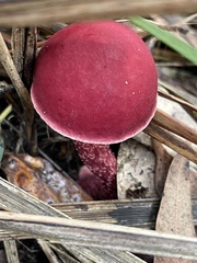 Boletus barragensis