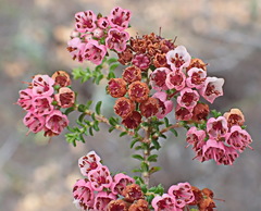Erica brachycentra