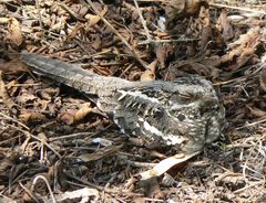 Caprimulgus clarus