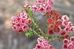 Erica brachycentra