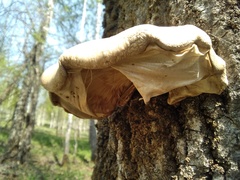 Pleurotus calyptratus