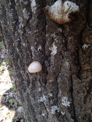 Pleurotus calyptratus