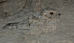 Caprimulgus mahrattensis