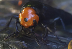 Creophilus erythrocephalus
