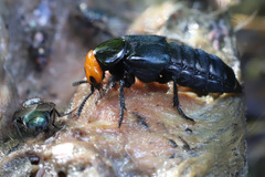 Creophilus erythrocephalus
