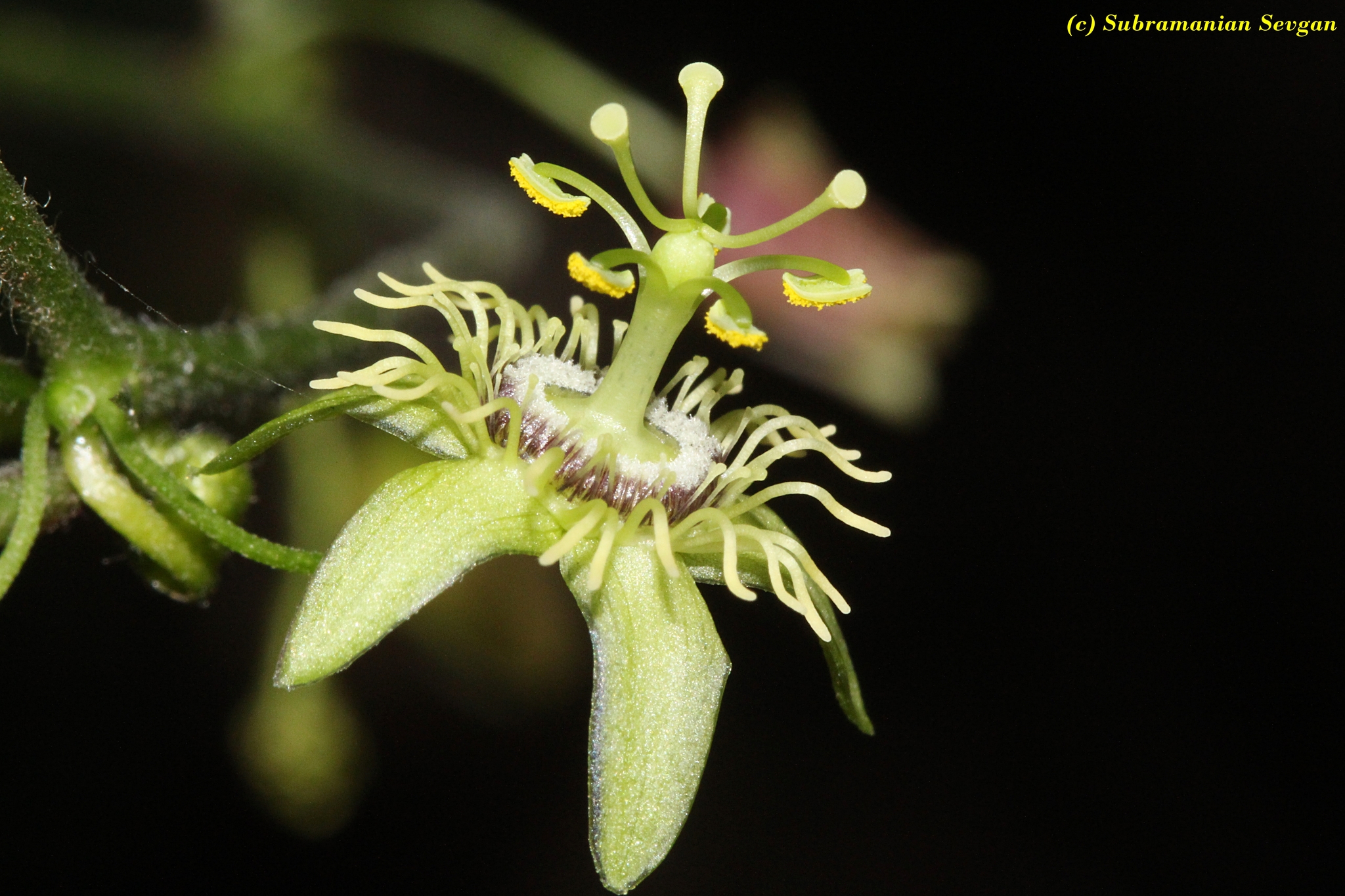 File:Passiflora Suberosa Wikipedia