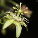 Corkystem Passionflower - Photo (c) Subramanian Sevgan, some rights reserved (CC BY-NC), uploaded by Subramanian Sevgan