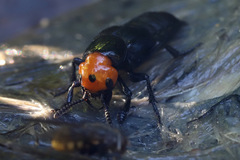 Creophilus erythrocephalus