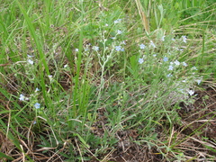 Eritrichium sericeum