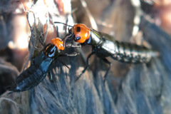 Creophilus erythrocephalus