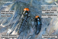 Creophilus erythrocephalus