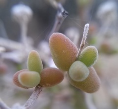 Drosanthemum crassum