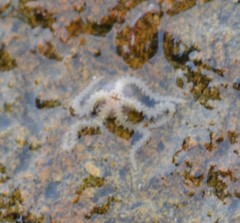 Amphipholis squamata