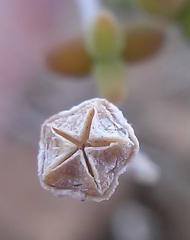 Drosanthemum crassum