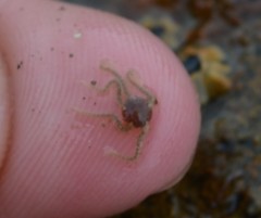 Amphipholis squamata