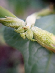 Tapinoma melanocephalum