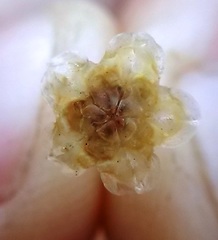 Drosanthemum crassum