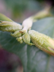 Tapinoma melanocephalum