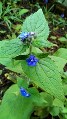 Pentaglottis sempervirens