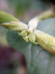 Tapinoma melanocephalum