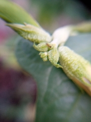 Tapinoma melanocephalum