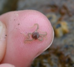 Amphipholis squamata