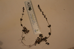 Veronica serpyllifolia serpyllifolia