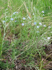 Eritrichium sericeum