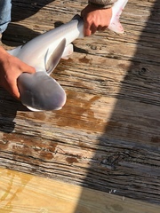 Carcharhinus acronotus