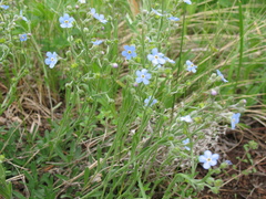 Eritrichium sericeum