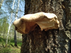 Pleurotus calyptratus