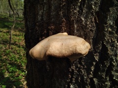 Pleurotus calyptratus