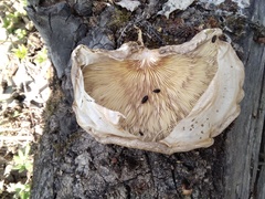 Pleurotus calyptratus