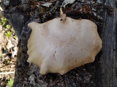 Pleurotus calyptratus