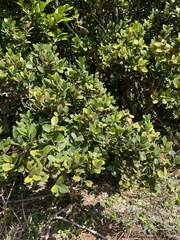 Buxus liukiuensis