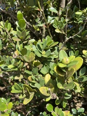 Buxus liukiuensis