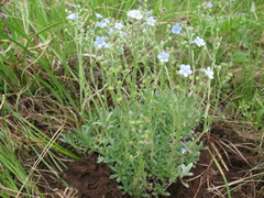 Eritrichium sericeum