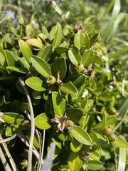 Buxus liukiuensis