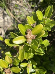 Buxus liukiuensis
