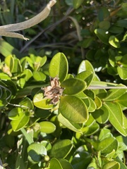 Buxus liukiuensis