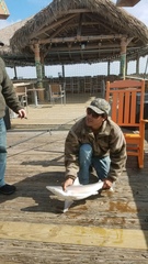 Carcharhinus acronotus