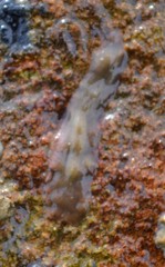 Leptoplana tremellaris