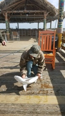 Carcharhinus acronotus