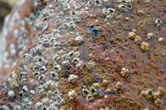 Leptoplana tremellaris