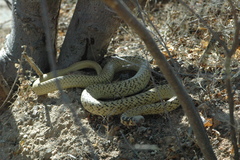 Masticophis fuliginosus